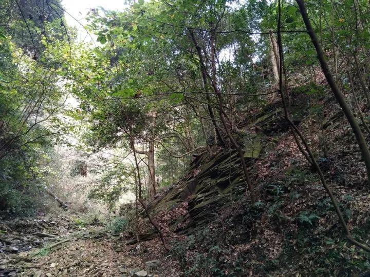 泡泡袖夏装